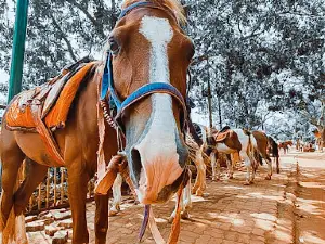 Matheran Hill Station