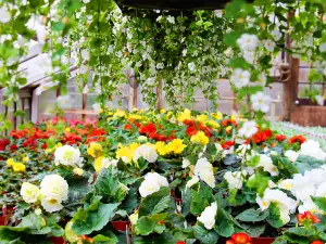 Dieter Martin Greenhouse Ltd