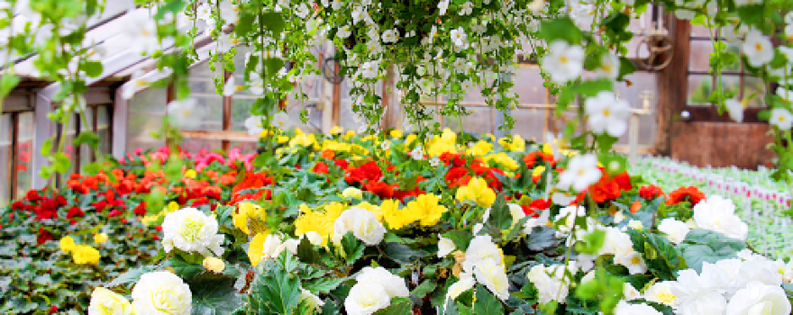 Dieter Martin Greenhouse Ltd