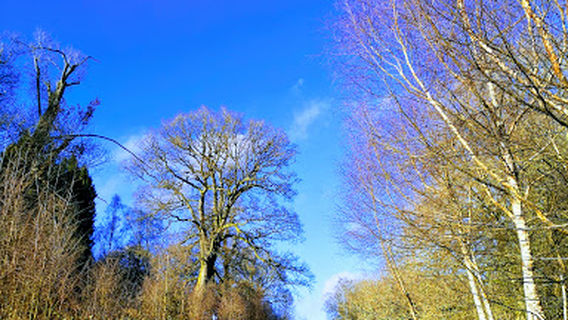 Old Deer Park