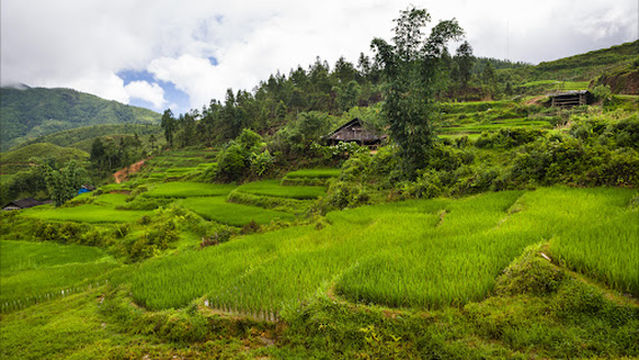 Sapa Green Valley