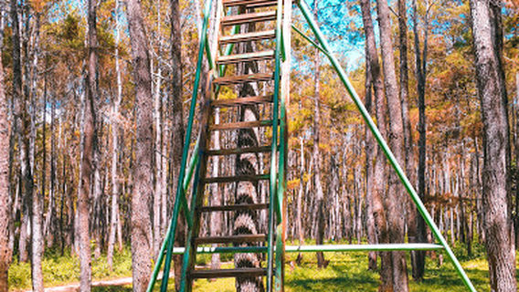 Hutan Pinus Samparona