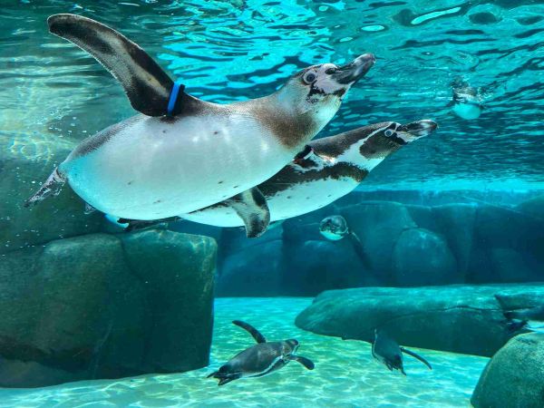 Tennoji Zoo