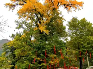 Liuba Millennium Ginkgo Tree