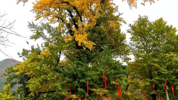 Liuba Millennium Ginkgo Tree