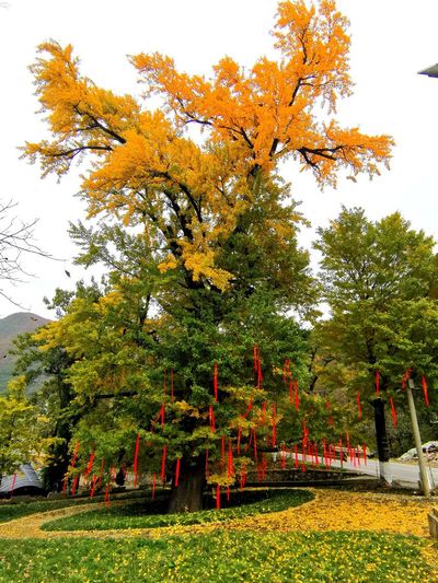 Liuba Millennium Ginkgo Tree