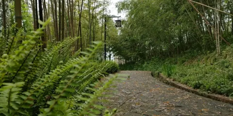 牡丹湖濕地公園-竹園