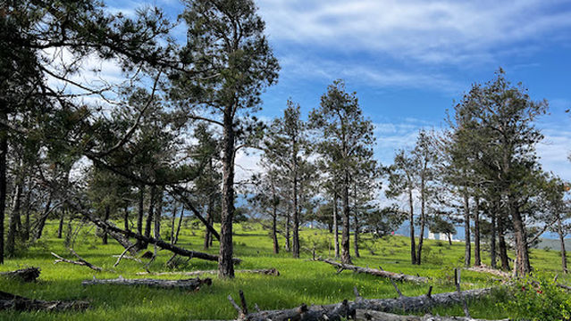 Green Zone near Lisi Lake