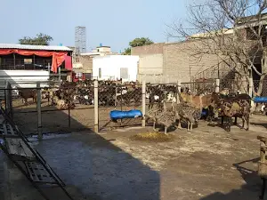 Goat Land Farms گوٹ لینڈ فارم
