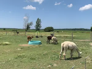 S.A.M.Y.'s Alpaca Farm & Fibre Studio