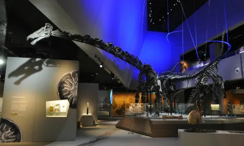Lee Kong Chian Natural History Museum, Singapore