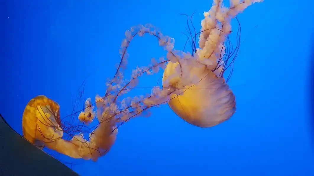 Morrison Planetarium 주변 호텔