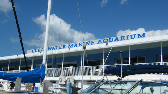 Clearwater Marine Aquarium