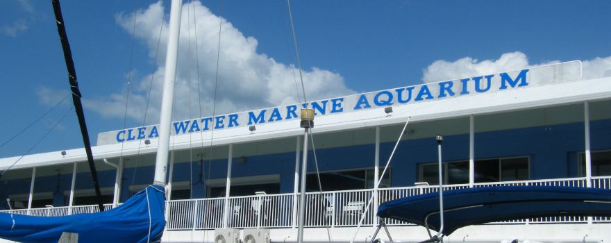 Clearwater Marine Aquarium