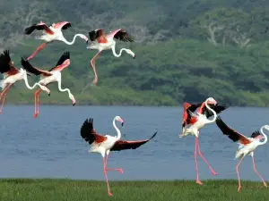 Safari Zoo