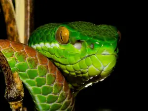 Reptiland