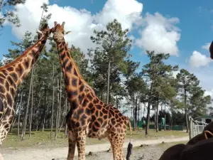 Badoca Safari Park