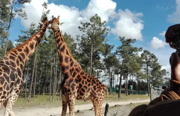 聖地亞哥杜卡森