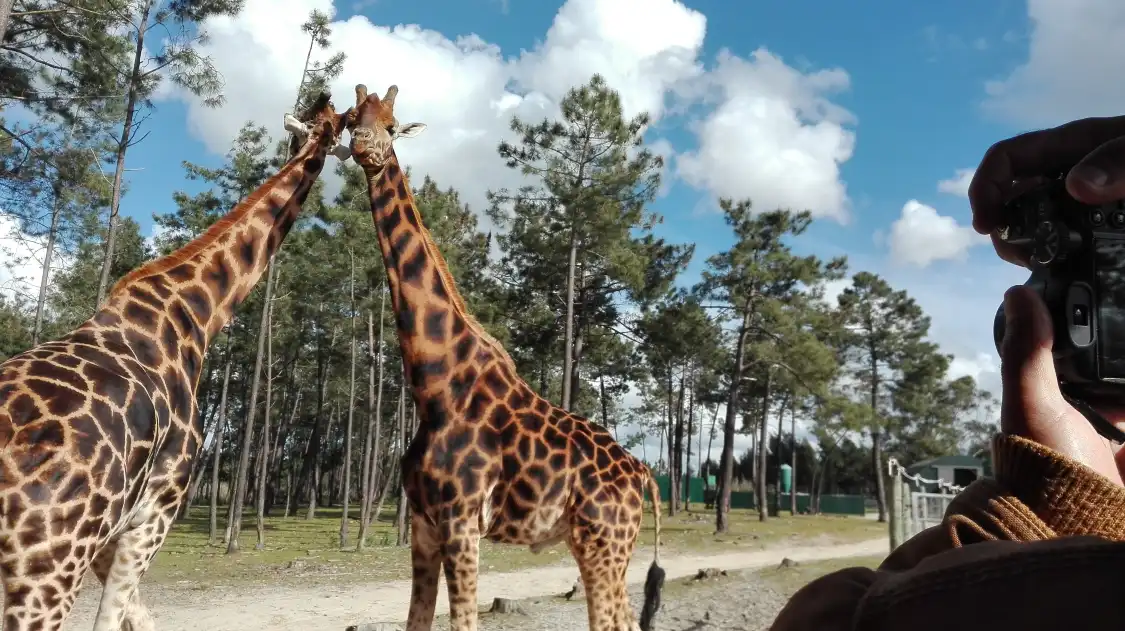 Hotels near Badoca Safari Park