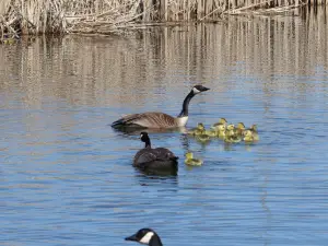 Wye Marsh Wildlife Centre