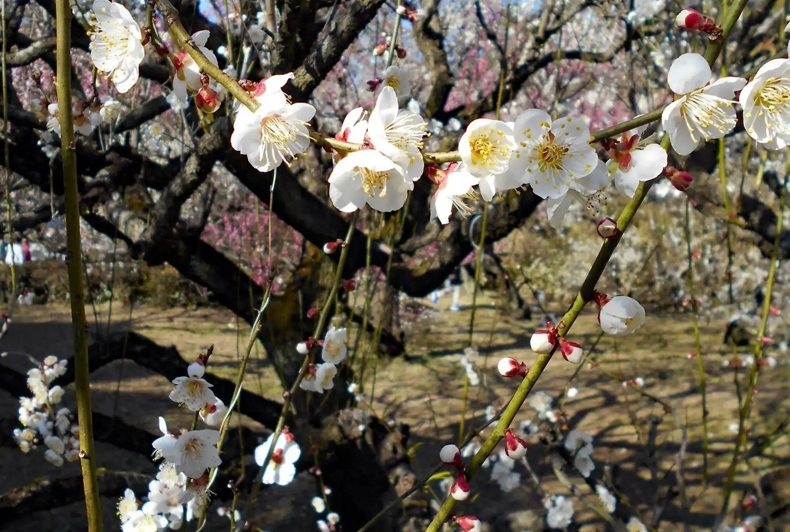 โรงแรมใกล้Bairin-ji Temple