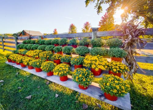 Liberty Ridge Farm