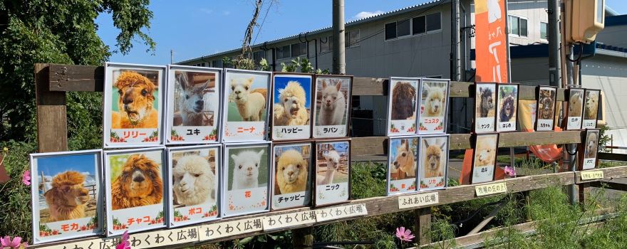 Yatsugatake Alpaca Farm