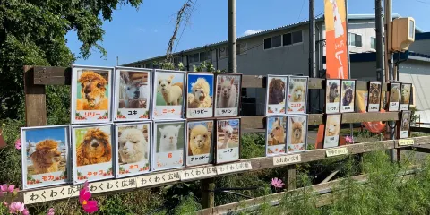 八ヶ岳アルパカ牧場