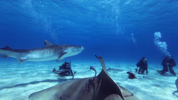 Reef Oasis Dive Club