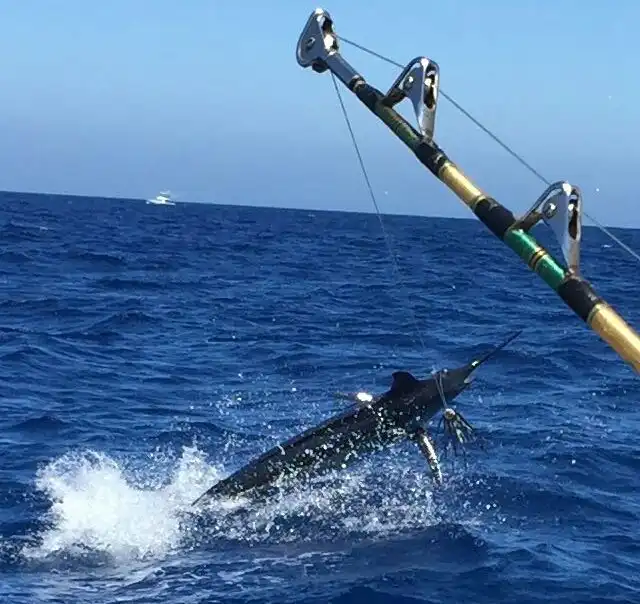 1_CAVALIER & BLUE MARLIN FISHING CHARTERS