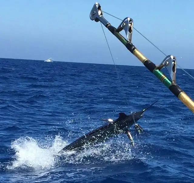 1_CAVALIER & BLUE MARLIN FISHING CHARTERS