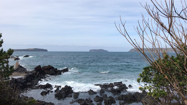 Kasayama Camellia Groves