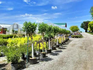 Netta's Nursery
