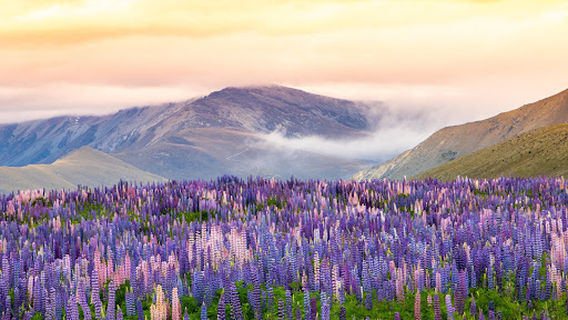Takapō Regional Park