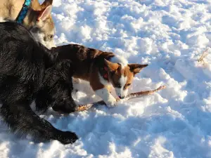 Umbach Off-Leash Dog Park
