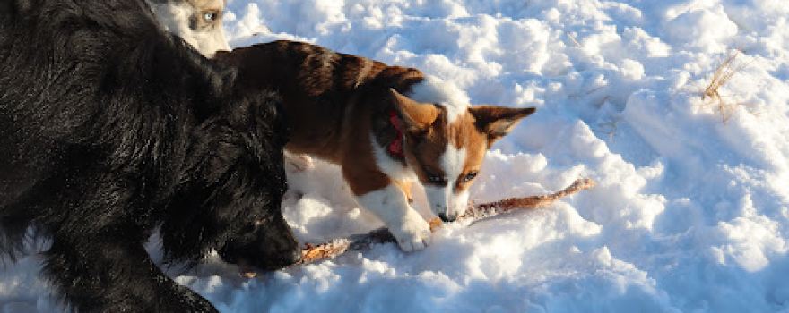 Umbach Off-Leash Dog Park