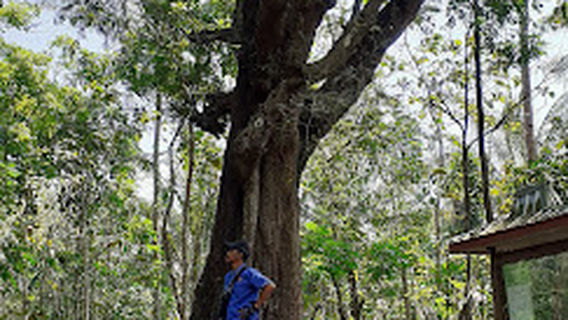 Semanu