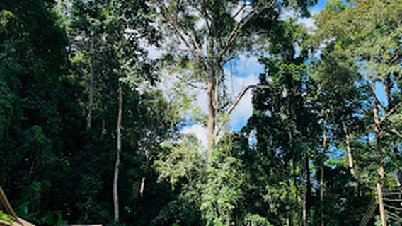 Than to Waterfall Forest Park