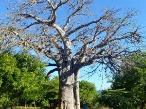 Mazingira Park