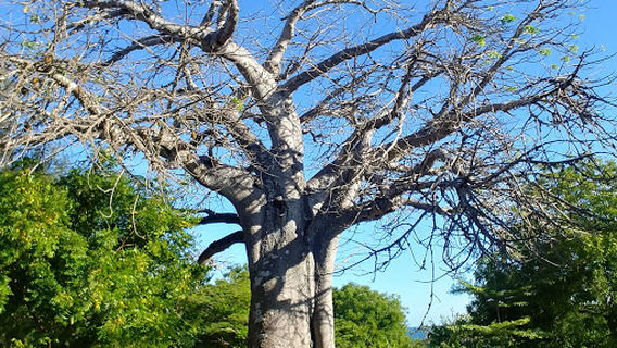 Mazingira Park