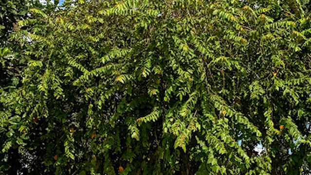 Lineal La granja Park