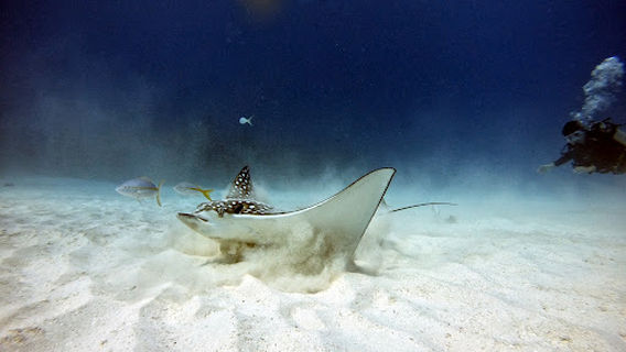 Diving Mahahual (by Diving Yucatán)
