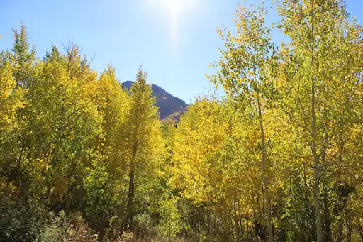 Alpine Loop
