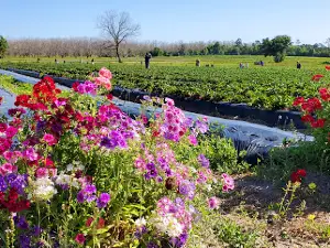 Brown's Farm