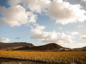 Verdeaurora Bio Farm - Aloe Vera Fuerteventura