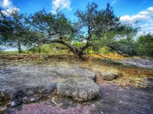 40 Acre Rock Heritage Preserve
