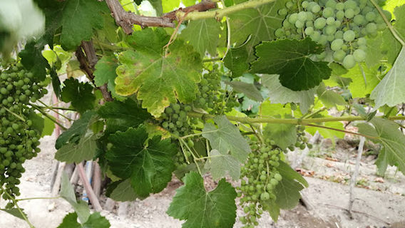 Viñedos KERAL