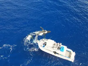 Molokai Fish and Dive