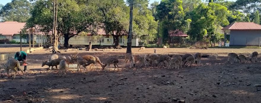 Kandang Penangkaran Rusa