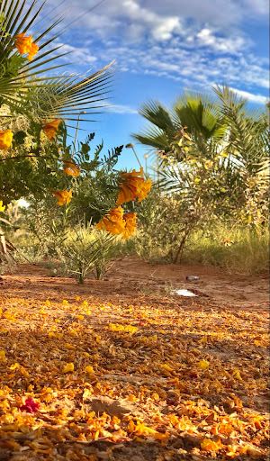 Vuelos de Béchar a Ouargla